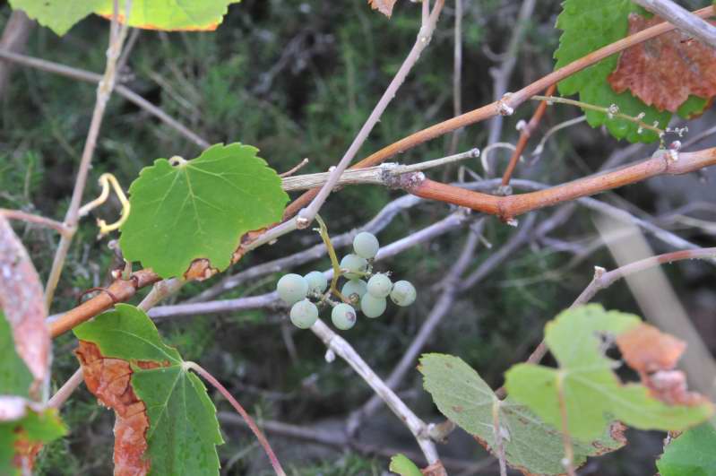 Vitis vinifera sl.